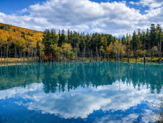 札幌発日帰りバスツアー富良野・美瑛絶景めぐり　青い池・四季彩の丘・ラベンダー畑ファーム富田 [旬のメロン半玉付き]＜7～9月毎週火・木・土＞