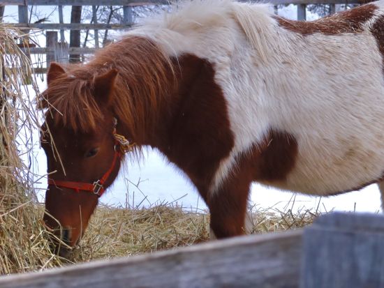 札幌発 富良野・美瑛日帰りバスツアー 安田侃彫刻美術館＋美瑛町＋ふれあい牧場＋青い池＋ふらのワイン工場＜4～5月／札幌市内発着＞