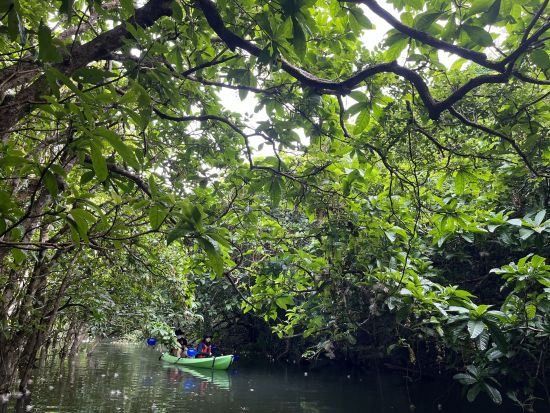 クーラの滝マングローブカヤック＆川歩き 日本最大級マングローブ林をゆったり探検！静かな川と滝を巡るネイチャーツアー＜上原港または西部地区ホテル無料送迎／西表島＞