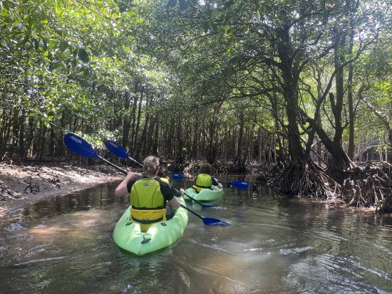 クーラの滝マングローブカヤック＆川歩き 日本最大級マングローブ林をゆったり探検！静かな川と滝を巡るネイチャーツアー＜上原港または西部地区ホテル無料送迎／西表島＞