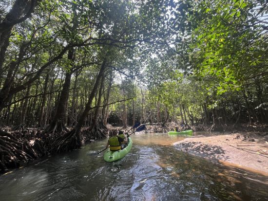 クーラの滝マングローブカヤック＆川歩き 日本最大級マングローブ林をゆったり探検！静かな川と滝を巡るネイチャーツアー＜上原港または西部地区ホテル無料送迎／西表島＞