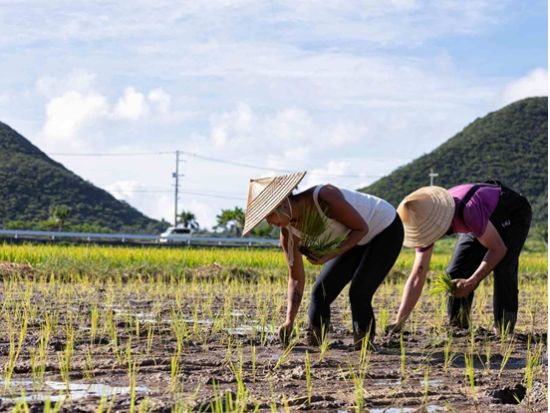 伊平屋島の米と泡盛に出会う　稲刈り＆田植え体験＋泡盛づくり見学＜3時間／米＆酒発送付き／伊平屋＞