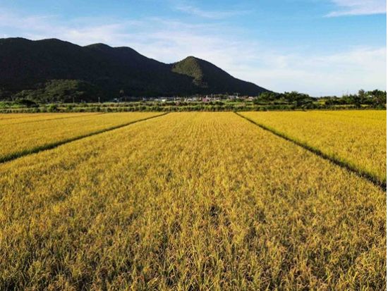 伊平屋島の米と泡盛に出会う　稲刈り＆田植え体験＋泡盛づくり見学＜3時間／米＆酒発送付き／伊平屋＞