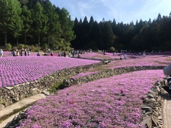 芝桜・花のじゅうたんとネモフィラ祭り 日帰りバスツアー 神戸牛すき焼き御膳付き＜四条大宮・京都アバンティ前発＞
