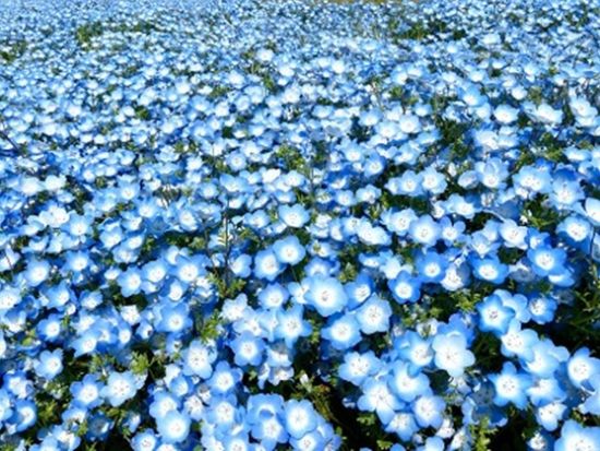 芝桜・花のじゅうたんとネモフィラ祭り 日帰りバスツアー 神戸牛すき焼き御膳付き＜四条大宮・京都アバンティ前発＞