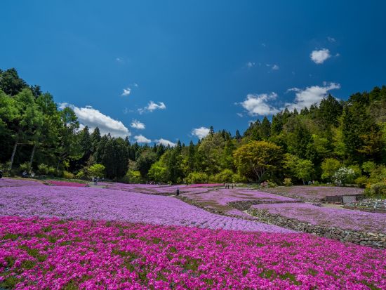 芝桜・花のじゅうたんとネモフィラ祭り 日帰りバスツアー 神戸牛すき焼き御膳付き＜四条大宮・京都アバンティ前発＞