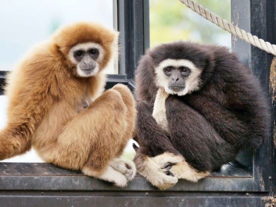 旭山動物園 入園チケット事前予約　当日はQRコードの提示でラクラク入園！＜旭川市＞