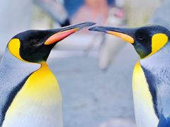 旭山動物園 入園チケット事前予約　当日はQRコードの提示でラクラク入園！＜旭川市＞の写真