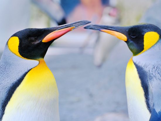 旭山動物園 入園チケット事前予約　当日はQRコードの提示でラクラク入園！＜旭川市＞