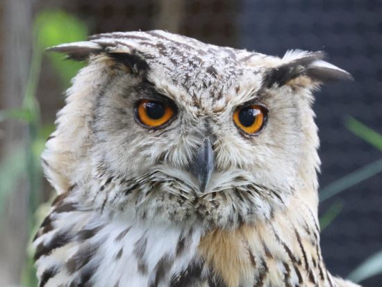 旭山動物園 入園チケット事前予約　当日はQRコードの提示でラクラク入園！＜旭川市＞