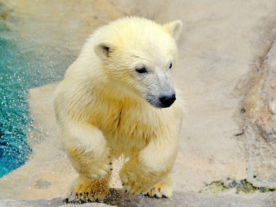 旭山動物園 入園チケット事前予約　当日はQRコードの提示でラクラク入園！＜旭川市＞