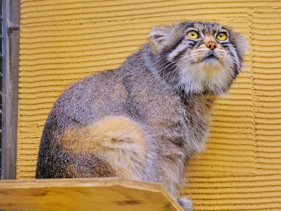 旭山動物園 入園チケット事前予約　当日はQRコードの提示でラクラク入園！＜旭川市＞