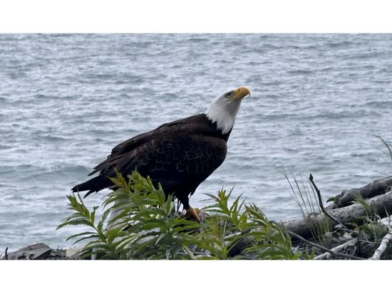アラスカ周遊5泊6日　デナリ国立公園＆キーナイ・フィヨルド国立公園＜7～8月／英語ガイド／アンカレッジ発＞
