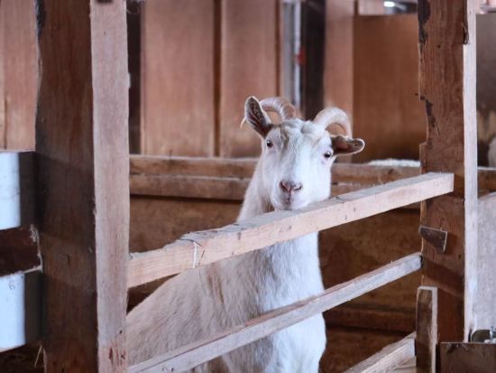 札幌発 富良野・美瑛日帰りバスツアー 安田侃彫刻美術館＋美瑛町＋ふれあい牧場＋青い池＋ふらのワイン工場＜4～5月／札幌市内発着＞