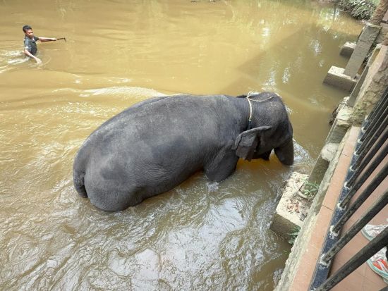 クアラガンダゾウ保護センターツアー　ゾウたちとの触れ合いを満喫 ＜昼食付き／英語ドライバーガイド／クアラルンプール発着＞