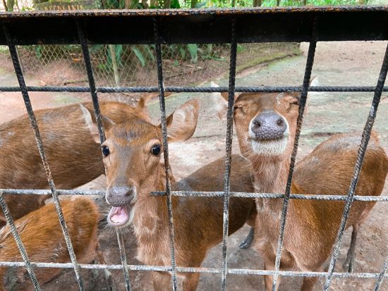 クアラガンダゾウ保護センターツアー　ゾウたちとの触れ合いを満喫 ＜昼食付き／英語ドライバーガイド／クアラルンプール発着＞