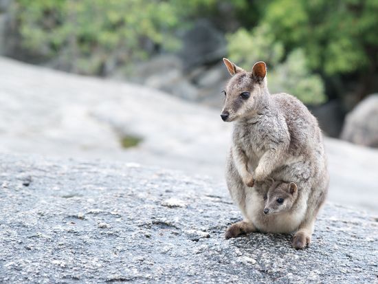 Australia_Generic Photos_Rock Wallaby_shutterstock_240973279