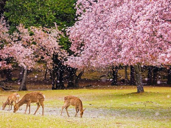 奈良公園＋伏見稲荷大社＋嵐山 日帰りツアー 嵯峨野トロッコ列車や竹林を満喫＜大阪発着／日本語・中国語or英語＞