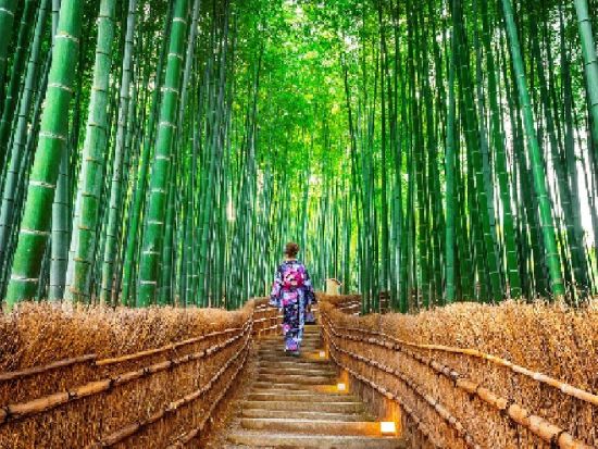 奈良公園＋伏見稲荷大社＋嵐山 日帰りツアー 嵯峨野トロッコ列車や竹林を満喫＜大阪発着／日本語・中国語or英語＞