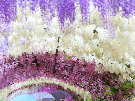 【4～5月限定】福岡発日帰り北九州バスツアー　CNN「日本で最も美しい場所31選」に選出された『河内藤園』＆小倉城＆THE OUTLETS KITAKYUSHU