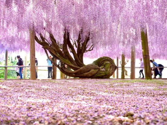 【4～5月限定】福岡発日帰り北九州バスツアー　CNN「日本で最も美しい場所31選」に選出された『河内藤園』＆小倉城＆THE OUTLETS KITAKYUSHU