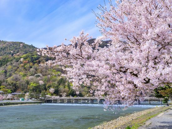 【期間限定】桜咲く京都日帰り旅 嵐山＋伏見＋石舟＋世界遺産舟自由散策 醍醐寺＜大阪・京都発着＞