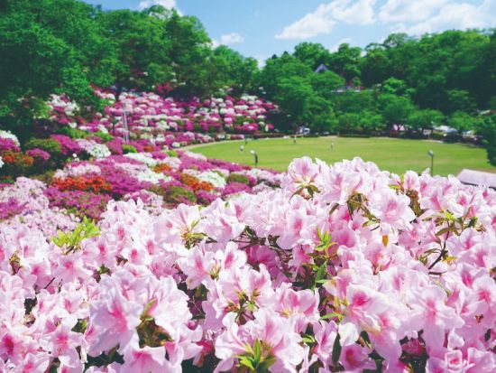 金沢発着日帰りバスツアー 母の日記念！鯖江西山公園つつじ5万株と福井名物昼食満喫＜4～5月／福井＞