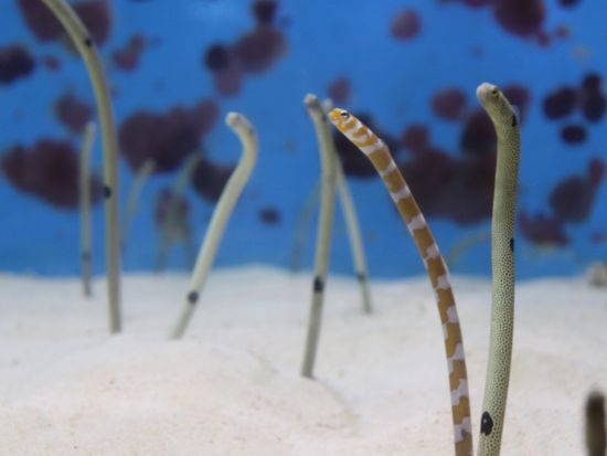 沖縄美ら海水族館 入館WEBチケット 事前購入でスムーズ入場◎沖縄屈指の観光スポットを気軽に大満喫＜沖縄本島＞