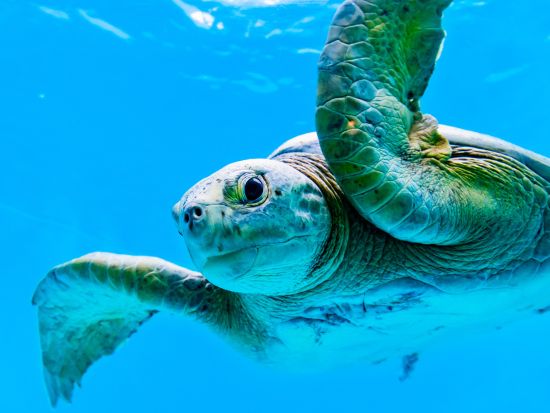 沖縄美ら海水族館 入館WEBチケット 事前購入でスムーズ入場◎沖縄屈指の観光スポットを気軽に大満喫＜沖縄本島＞