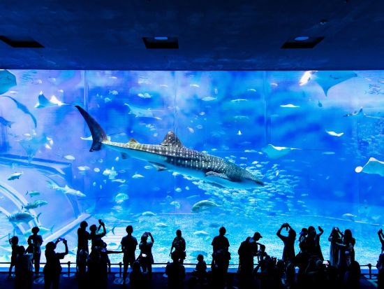 沖縄美ら海水族館 入館WEBチケット 事前購入でスムーズ入場◎沖縄屈指の観光スポットを気軽に大満喫＜沖縄本島＞