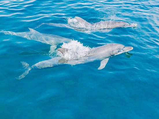 １１イルカ写真