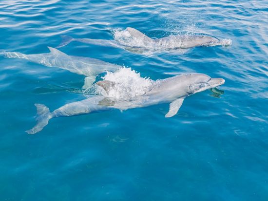 長崎市内発着 貸切観光タクシー 南島原 選べるイルカウォッチング or My箸作り体験 ＜海鮮丼の昼食付／約7.5時間／1～8名＞ by ラッキータクシー