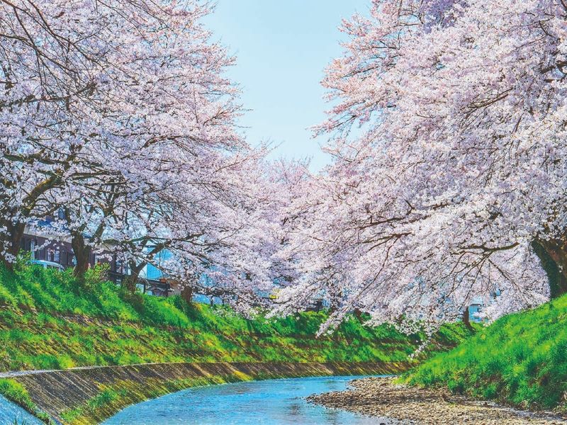 実_25春_107_越前花めぐり_桜の回廊2_pixta_49929022_M_1000x750