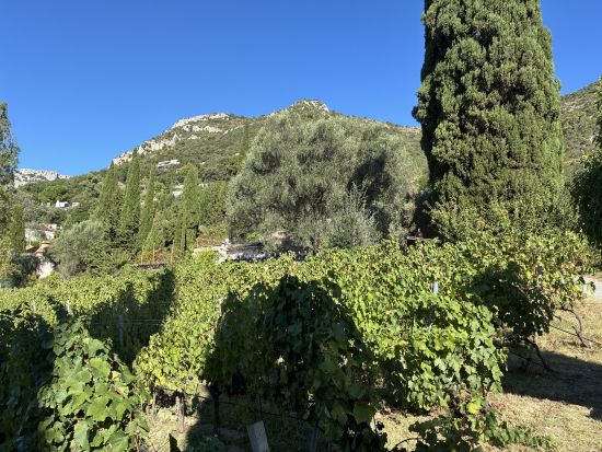 人気ロケ地のワイナリー訪問ツアー　恋愛リアリティーショーで話題のセラーで見学＆試飲＜3約時間／午前or午後／英語ドライバー／ニース発＞