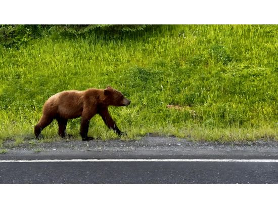 キーナイ・フィヨルド国立公園3泊4日　美しい氷河や野生動物を観察！＜キャンプ泊／7月／英語ガイド／アンカレッジ発＞