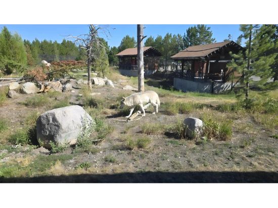 イエローストーン国立公園＆グランドティトン国立公園　3泊4日観光ツアー ＜キャンプ泊／6～9月／英語ガイド／ソルトレイクシティ発＞