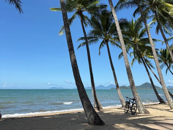 palmcove3