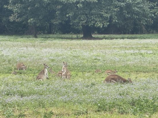 ケアンズ半日観光ツアー　到着日の参加もOK◎野生ワラビー観察＆バンジージャンプ台見学！＜午前＞ by どきどきツアーズ