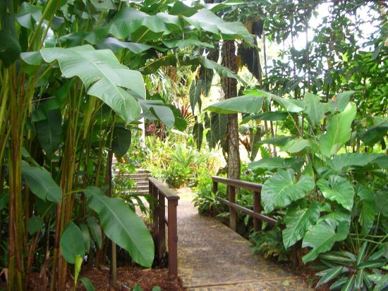 ケアンズ半日観光ツアー　到着日の参加もOK◎野生ワラビー観察＆バンジージャンプ台見学！＜午前＞ by どきどきツアーズ