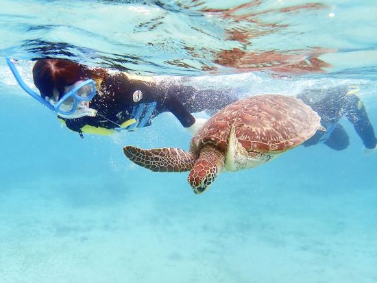 奄美大島1日自然体験ツアー ウミガメシュノーケリング＋マングローブカヌー＋滝めぐり満喫プラン＜約8時間／住吉町＞by OCEANZ