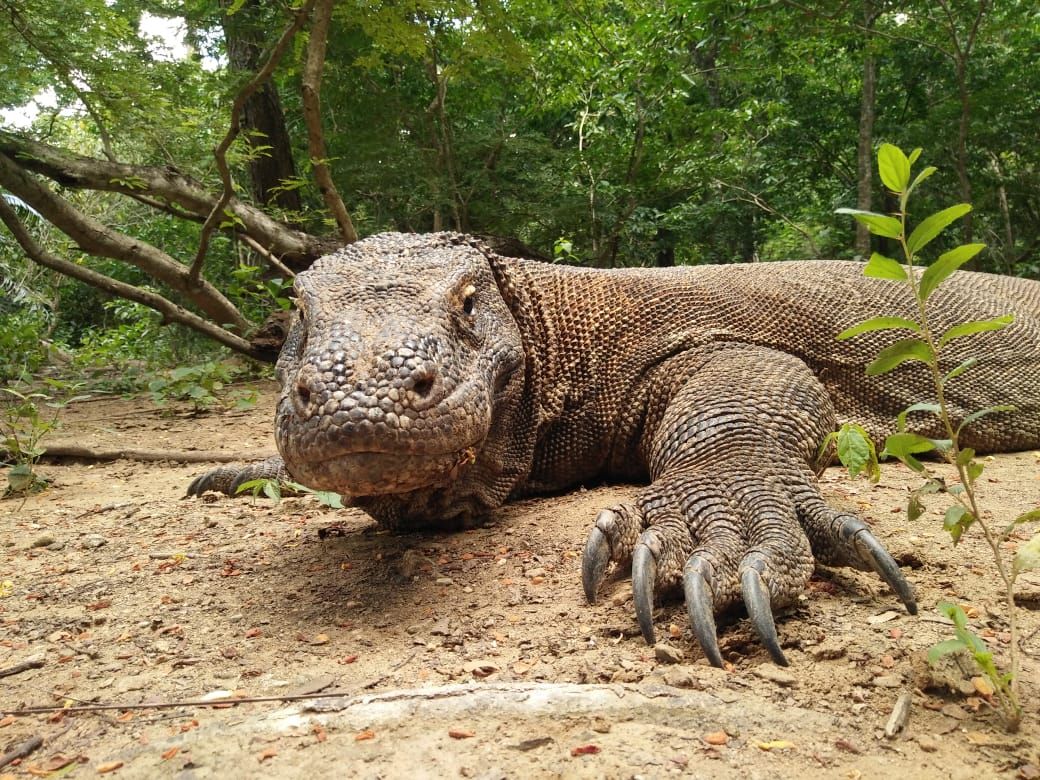 「圧巻の職人技！バリ島 コモドドラゴン 木彫りオブジェ」 圧巻の職人技！バリ島 コモドドラゴン 木彫りオブジェ」 楽天市場