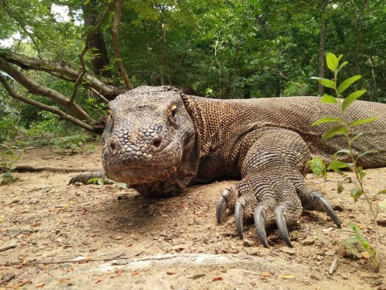 【混載】スピードボートで行く格安コモド島1泊2日ツアー コモド島＋パダール島＋ピンクビーチ＋マンタ＆ウミガメシュノーケル＜バリ発／日本語ガイド＞