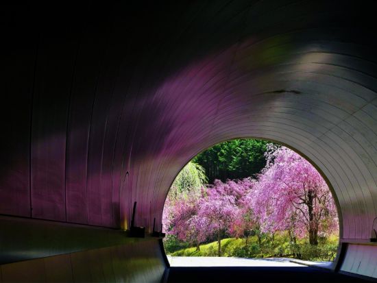 金沢発着日帰りバスツアー 桜絶景美術館めぐり MIHO MUSEUMと彦根近江牛ランチ＜春限定／滋賀＞