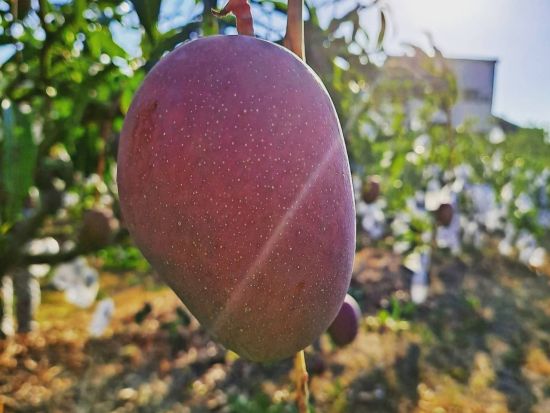 【7月19日限定】台南玉井マンゴー狩り＋プチ観光ツアー　昼食＆マンゴー食べ放題付き＜日本語ガイド／高雄発＞