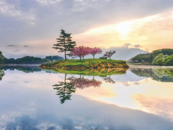 金沢発着日帰りバスツアー浮島の八重桜といちご狩り 近江牛すき焼き膳と寿司食べ放題＜4月／岐阜・滋賀＞