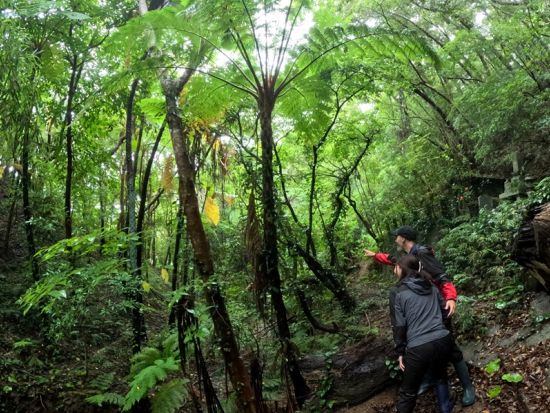 奄美大島 宇検村 貸切カルチャーツアー 亜熱帯ジャングル散策と黒糖焼酎テイスティング＜昼食付／1日＞