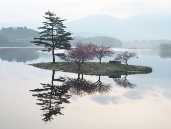 金沢発着日帰りバスツアー浮島の八重桜といちご狩り 近江牛すき焼き膳と寿司食べ放題＜4月／岐阜・滋賀＞