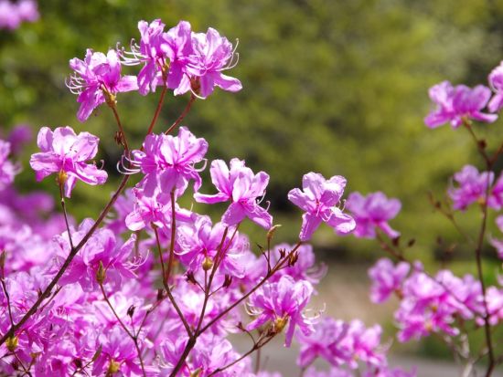 金沢発着日帰りバスツアー浮島の八重桜といちご狩り 近江牛すき焼き膳と寿司食べ放題＜4月／岐阜・滋賀＞