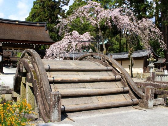 金沢発着日帰りバスツアー 桜絶景美術館めぐり MIHO MUSEUMと彦根近江牛ランチ＜春限定／滋賀＞