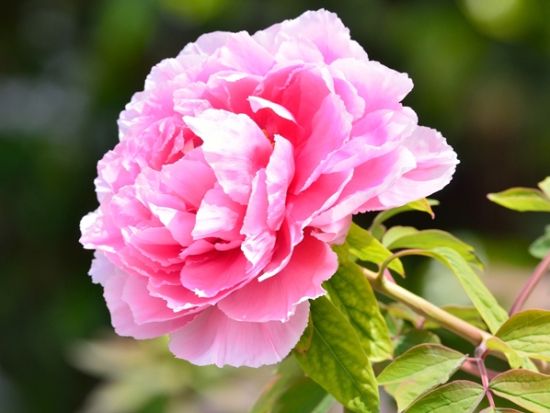 金沢発着日帰りバスツアー 母の日記念！鯖江西山公園つつじ5万株と福井名物昼食満喫＜4～5月／福井＞